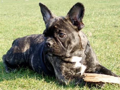 Fransk bulldog Lola - det er min pind!..og du kan lige vove på at tage den... billede 4