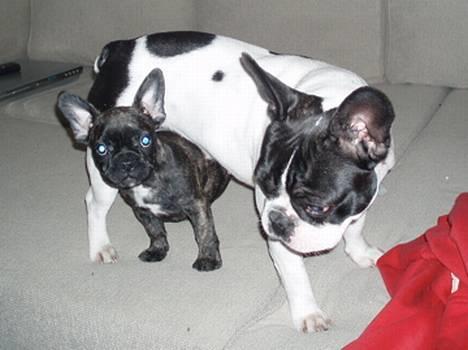 Fransk bulldog Lola - lola leger med sin bedste veninde coco billede 5