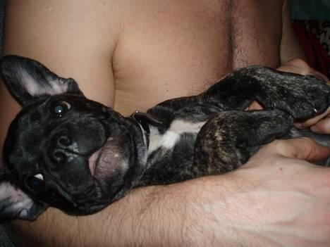 Fransk bulldog Lola - ...kan lige holde til det...:-) billede 6