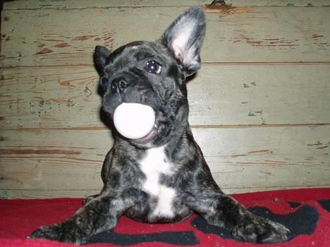 Fransk bulldog Lola - ...hva´ ska´ vi spille bordtennis....:-)...er du parat...nuuuuuu...... billede 7