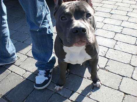 Amerikansk staffordshire terrier ALFA billede 1