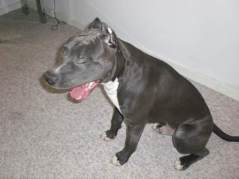 Amerikansk staffordshire terrier ALFA billede 2