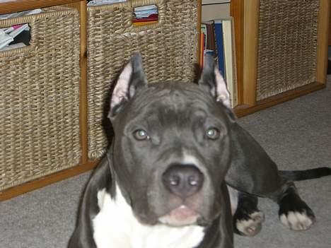 Amerikansk staffordshire terrier ALFA billede 3