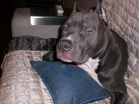 Amerikansk staffordshire terrier ALFA billede 4