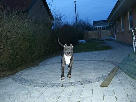 Amerikansk staffordshire terrier ALFA billede 5