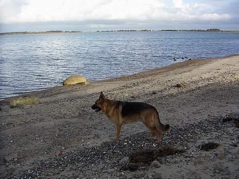Schæferhund saco billede 6
