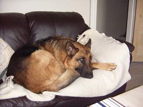 Schæferhund saco billede 7