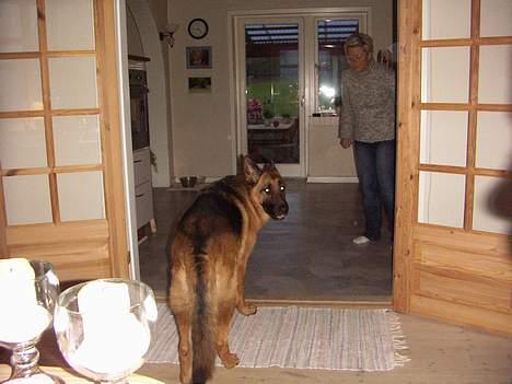 Schæferhund saco billede 8