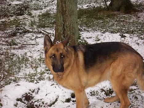 Schæferhund saco billede 9