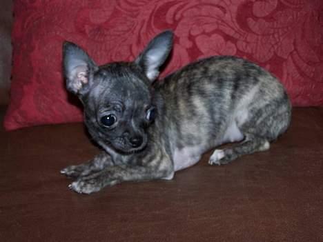 Chihuahua Coco P - Min lille skatter billede 1