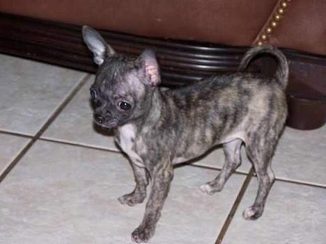 Chihuahua Coco P billede 2