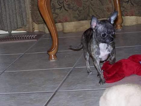 Chihuahua Coco P billede 3
