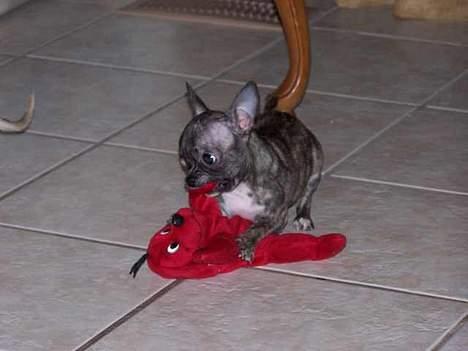 Chihuahua Coco P billede 4