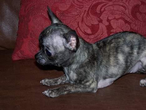 Chihuahua Coco P billede 5