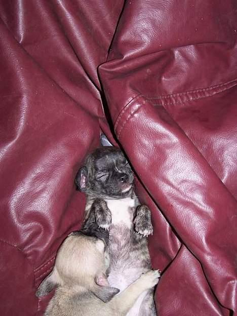 Chihuahua Coco P billede 6