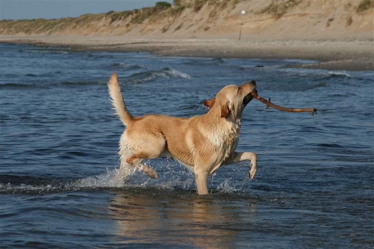 Blanding af racer *zero Sugar* - pralehals :) billede 16