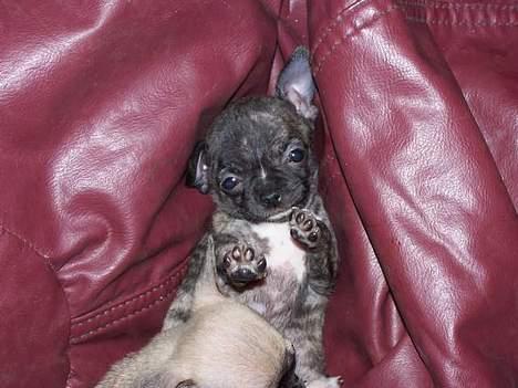 Chihuahua Coco P billede 7