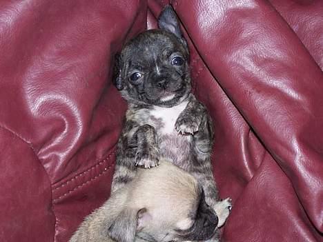 Chihuahua Coco P billede 8