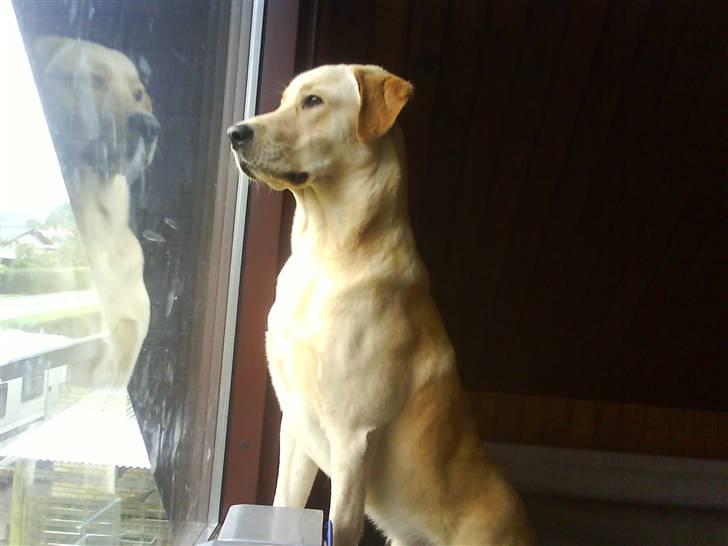 Blanding af racer *zero Sugar* - haha muskelhund :D billede 17