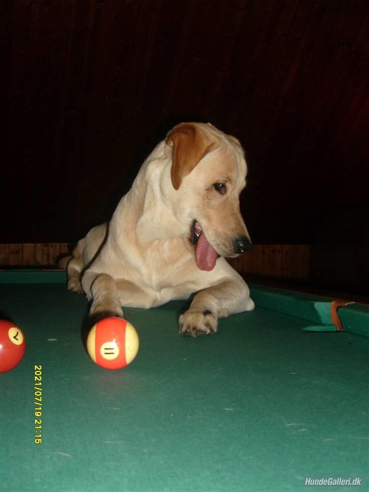 Blanding af racer *zero Sugar* - hov. hva var det? billede 18