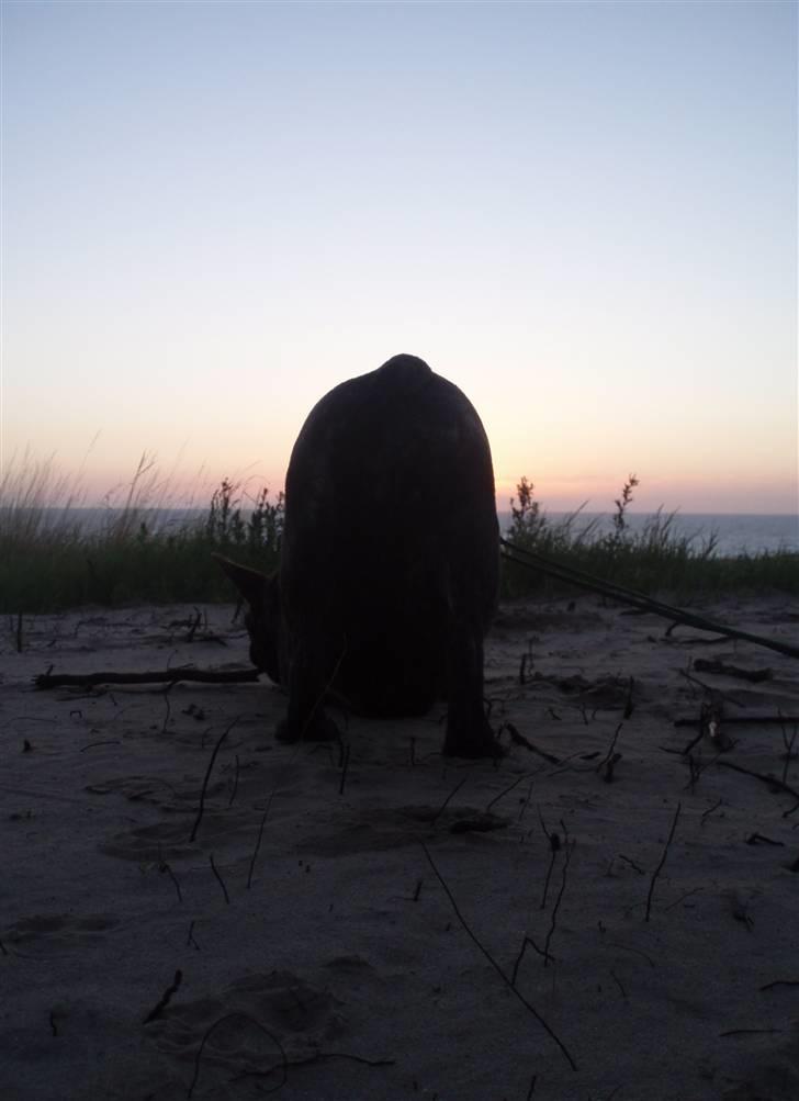 Fransk bulldog Lola - bulldognumsesolnedgang..:-) billede 8