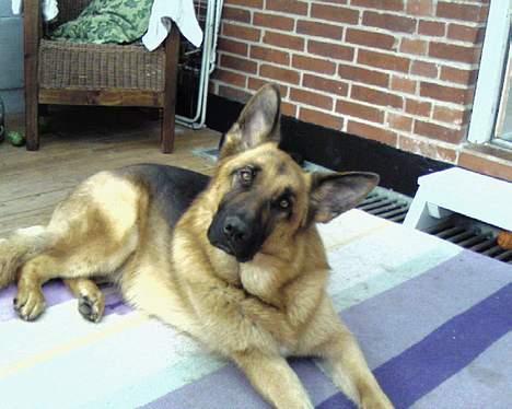 Schæferhund saco billede 10