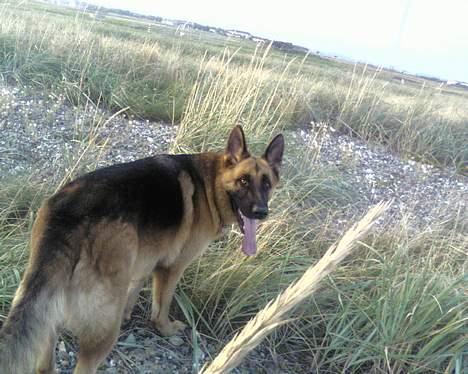 Schæferhund saco billede 11