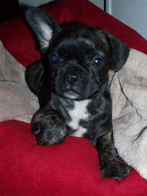 Fransk bulldog Lola - første aften hjemme... 8 uger billede 9