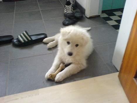 Samojedhund liva - liva 3 mdr. gammel. med hendes første tygge ben. billede 1