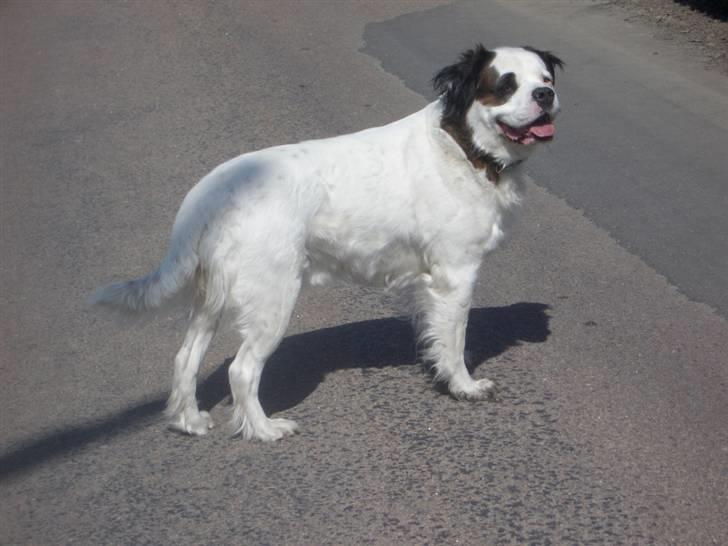 Blanding af racer Asja, R. I. P billede 14