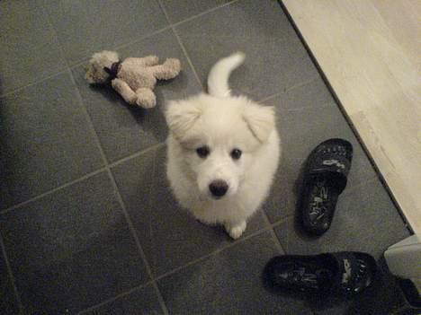 Samojedhund liva - liva sammen med hendes bamse som måtte lade livet da hun skiftede tænder. billede 2