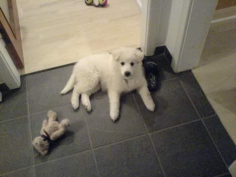 Samojedhund liva - endnu et billede af liva sammen med hendes bamse. billede 3