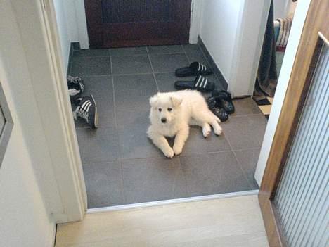 Samojedhund liva - det kolde klinke gulv er lige sagen efter en lang dag  i haven. billede 4