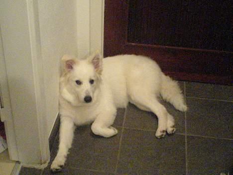 Samojedhund liva - selvom hun er blevet en stor pige på 7 mdr. er det stadig skønt at slappe af på gulvet. billede 5