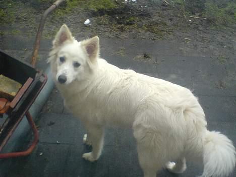 Samojedhund liva - en lille slurk af lidt vand i haven. billede 6