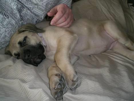 Mastiff Lille My billede 4