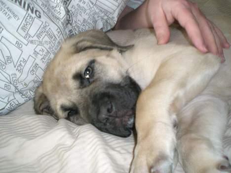 Mastiff Lille My billede 5