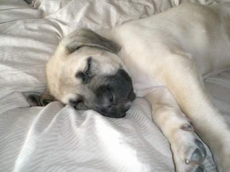 Mastiff Lille My billede 6