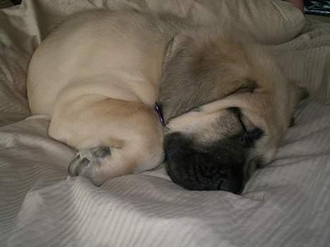 Mastiff Lille My billede 7