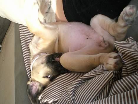 Mastiff Lille My billede 8