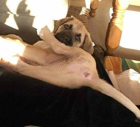 Mastiff Lille My billede 9