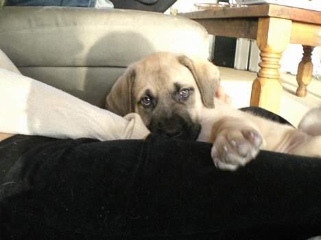 Mastiff Lille My billede 10