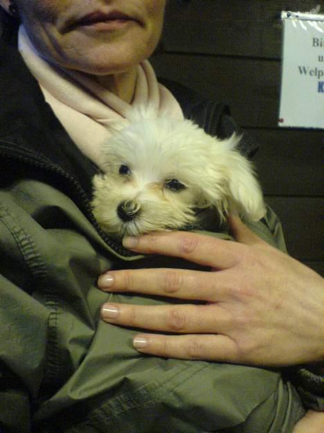 Malteser Wagge - Min mor har lige fået mig, hun er glad og rørt, for jeg er rigtig sød. billede 2