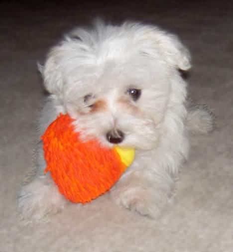 Malteser Wagge - Jeg har fanget et pibedyr - jeg er en modig hund! billede 3