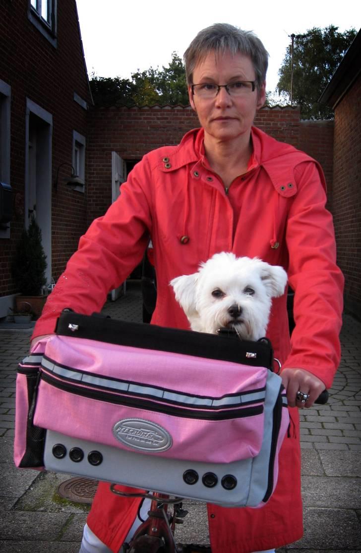 Malteser Wagge - Jeg har fået en fin cykelkurv billede 4