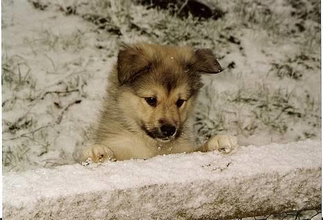 Islandsk fårehund Sòlargeisli Afram - Nu står jeg her igen 22/01/07 billede 9