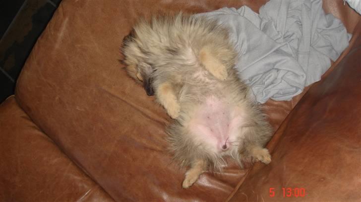 Pomeranian Cise - er blevet lidt træt efter leg billede 7