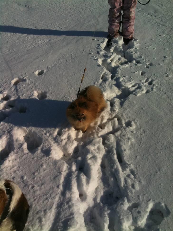 Pomeranian Cise billede 8