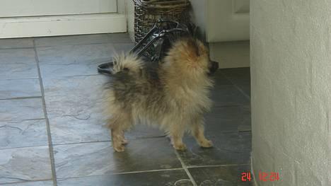 Pomeranian Cise - Mon der falder en leverpostej mad ned????   Nyt billede 9