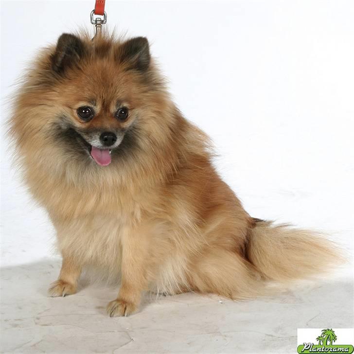 Pomeranian Cise billede 10